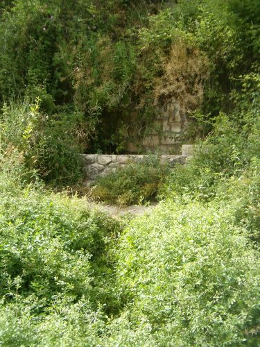 Spring in Bar Am forest